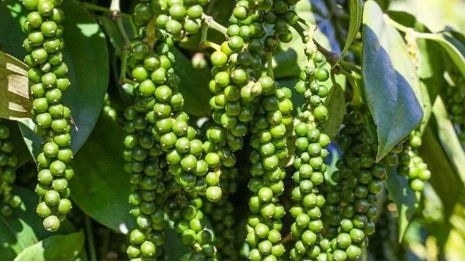 10-month pepper export turnover surges by 48% year on year